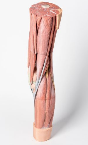 Lower Limb Musculature - Image 2