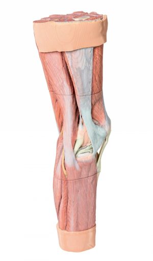 Lower Limb Musculature
