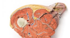 Lower Limb Musculature - Image 3