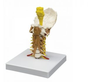 Cervical Spine With Neck Musculature