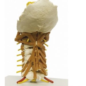 Cervical Spine With Neck Musculature