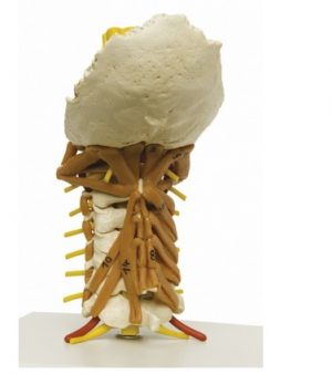 Cervical Spine With Neck Musculature