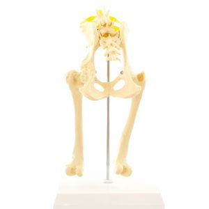 Dog Pelvis Model With The Hip