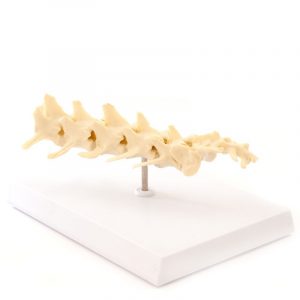Canine Spine Model with Sacrum