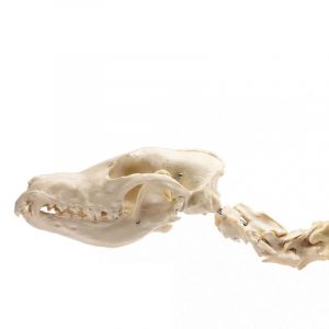 Large Canine Skeleton Model - Image 2