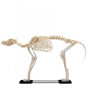 Large Canine Skeleton Model
