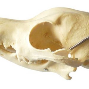 Canine Skull with Moveable Jaw