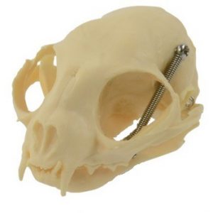 Feline Skull With Movable Jaw