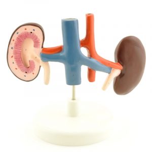 Dog Kidney Model with Blood Vessels