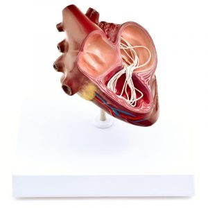 Canine Heartworm Model