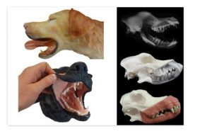 Canine Dental Technician Model - Image 4