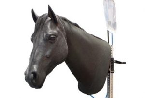Equine Neck Venipuncture and Intramuscular Injection