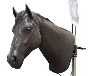 Equine Neck Venipuncture and Intramuscular Injection