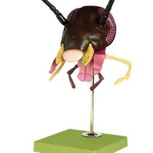 Model Of The Head Of A Cockroach 3 Parts 50x Approx Enlarged