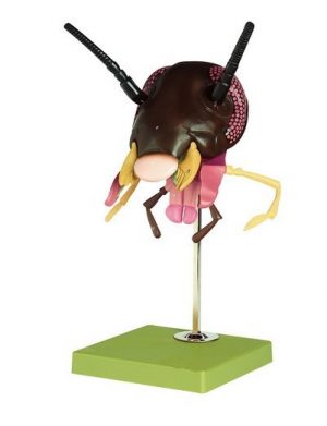 Model Of The Head Of A Cockroach 3 Parts 50x Approx Enlarged