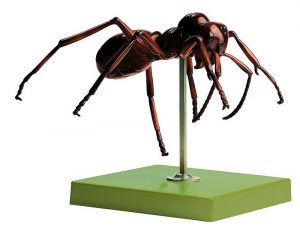 Ant 30x Enlarged - Image 3