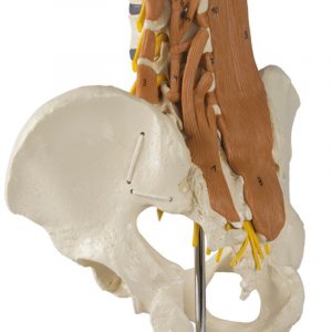 Pelvis Lumbar Spine And Lumbar Muscles