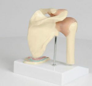 Miniature Shoulder Joint With Cross Section