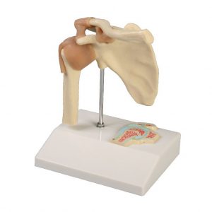 Miniature Shoulder Joint With Cross Section
