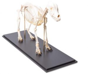 Dog Skeleton Canis Lupus Familiaris Size M Specimen - Image 2