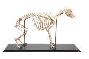 Dog Skeleton Canis Lupus Familiaris Size M Specimen - Image 3