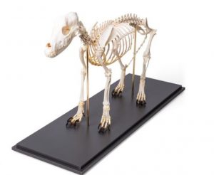 Dog Skeleton Canis Lupus Familiaris Size M Specimen