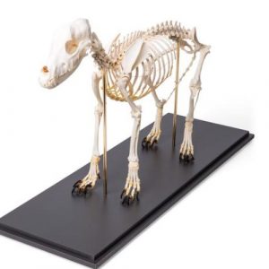 Dog Skeleton Canis Lupus Familiaris Size M Specimen