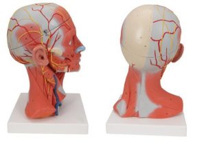 Model Of Head And Neck with Muscle 5 Parts - Image 2