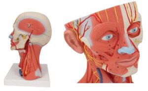 Model Of Head And Neck with Muscle 5 Parts - Image 3