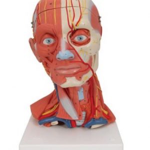 Model Of Head And Neck with Muscle 5 Parts