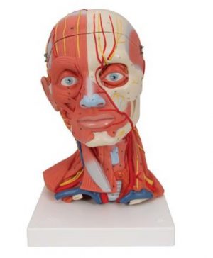 Model Of Head And Neck with Muscle 5 Parts