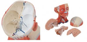 Model Of Head And Neck with Muscle 5 Parts - Image 4