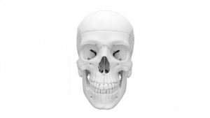 Detailed 3d Skull Model For Learning Anatomy 4 Parts