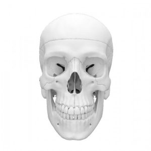 Detailed 3d Skull Model For Learning Anatomy 4 Parts