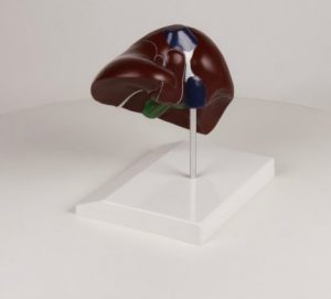 Liver Model With Gallbladder - Image 2