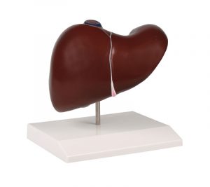 Liver Model With Gallbladder
