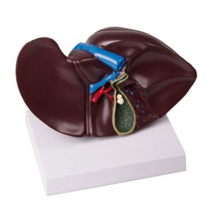 Liver With Gall Bladder Life Size