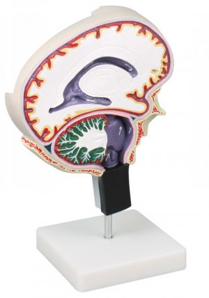 Cerebrospinal Fluid Circulation