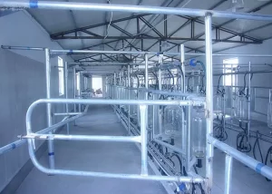 Automatic Parallel Herringbone Milking Parlor For Milk Cows , Goats , Sheep
