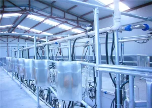 Large Scale Milking Parlor Equipment , Cows Parallel Milking Parlor