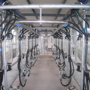 Layout Compact Milking Equipment Herringbone Milking Parlor For Goat Farm