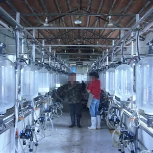 Hot Galvanized Dairy Farm Milking Herringbone Milking Parlor With Splash Guard