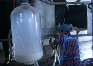 Hot Galvanized Dairy Farm Milking Herringbone Milking Parlor With Splash Guard - Image 3