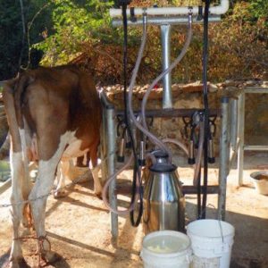 Homemade Small Milking Machine With Milking Cluster Group / Milk Teat Cup