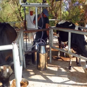 High Efficiency Portable Milking Equipment Single Bucket Milking Machine