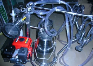 Gasoline / Oil Engine Motor Portable Milking Machine for Cows , Sheep and Goats