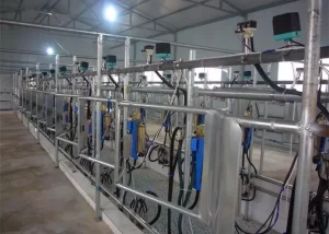 Automatic Milking Parlor with Computerized Electroinc Milk Measurement System - Image 2