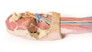 Model of Upper Limb - Image 2