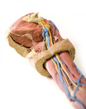 Model of Upper Limb - Image 3