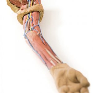 Model of Upper Limb